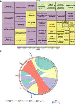 Endoplasmic reticulum stress-related gene expression causes the progression of dilated cardiomyopathy by inducing apoptosis